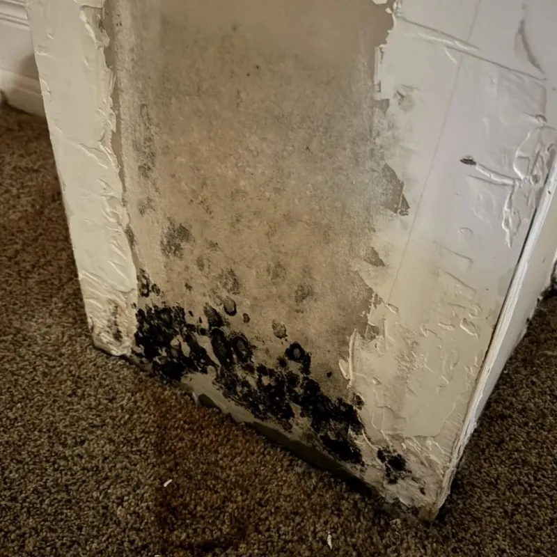 Professional Mold Removal in Benton County, TN